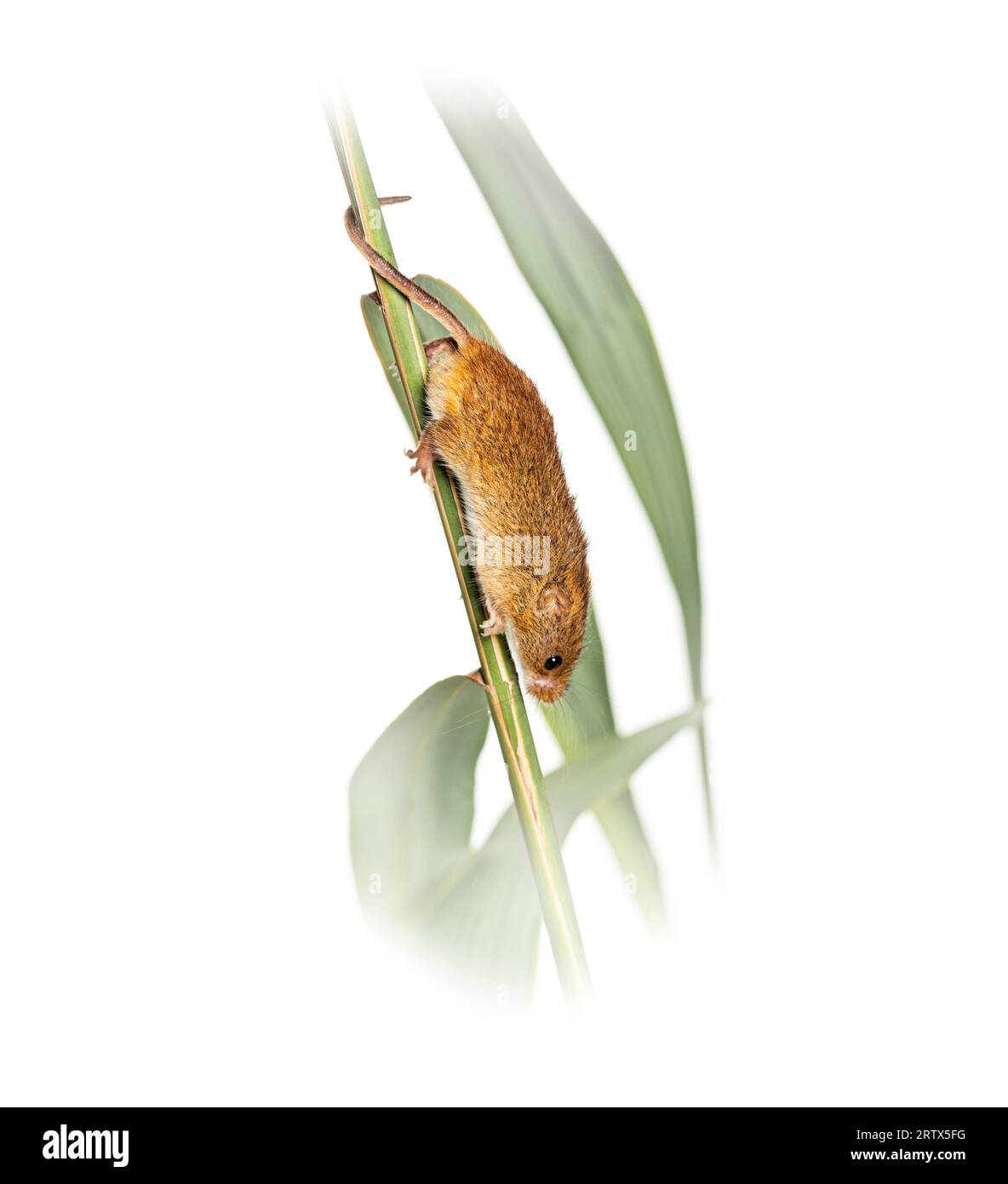Harvest mouse, Micromys minutus, climbing holding and balancing with its tail on high grass, isolated on white Stock Photo