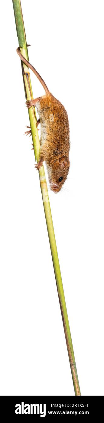 Harvest mouse, Micromys minutus, climbing holding and balancing with its tail on high grass, isolated on white Stock Photo