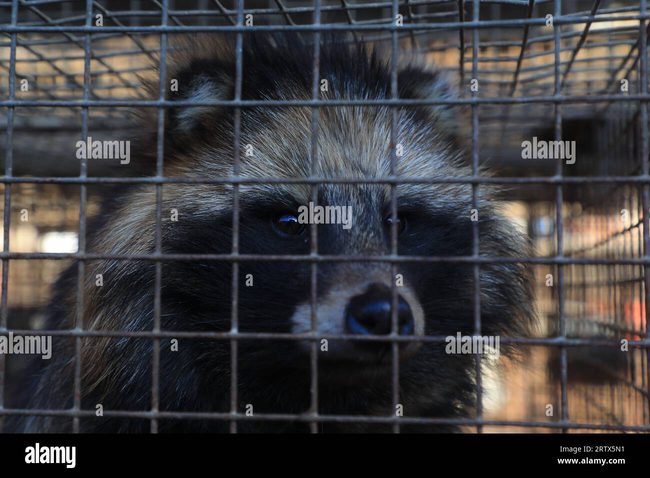 Dog breeding cages hires stock photography and images Alamy
