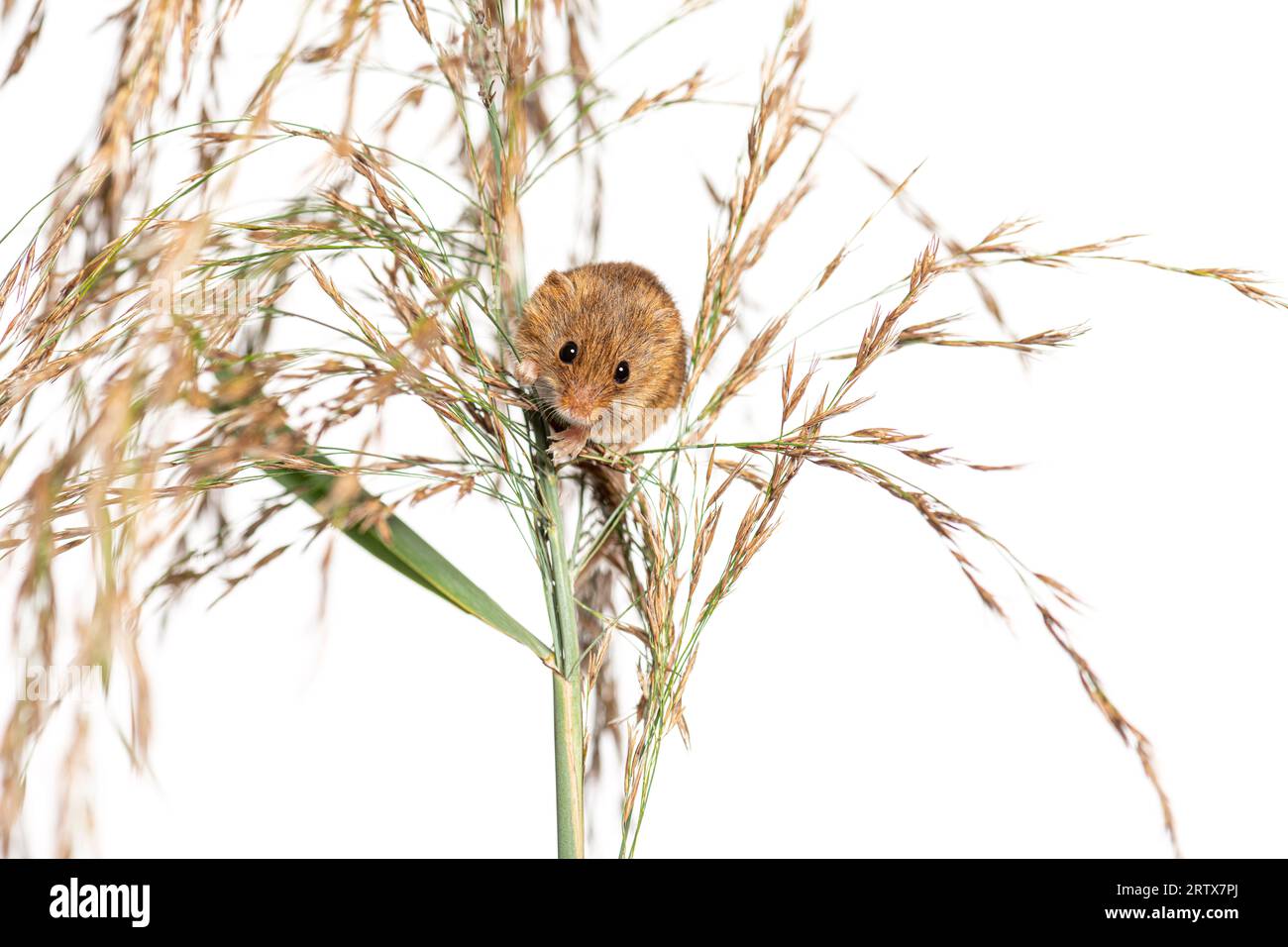 Harvest mouse, Micromys minutus, climbing, holding and balancing on high grass, isolated on white Stock Photo