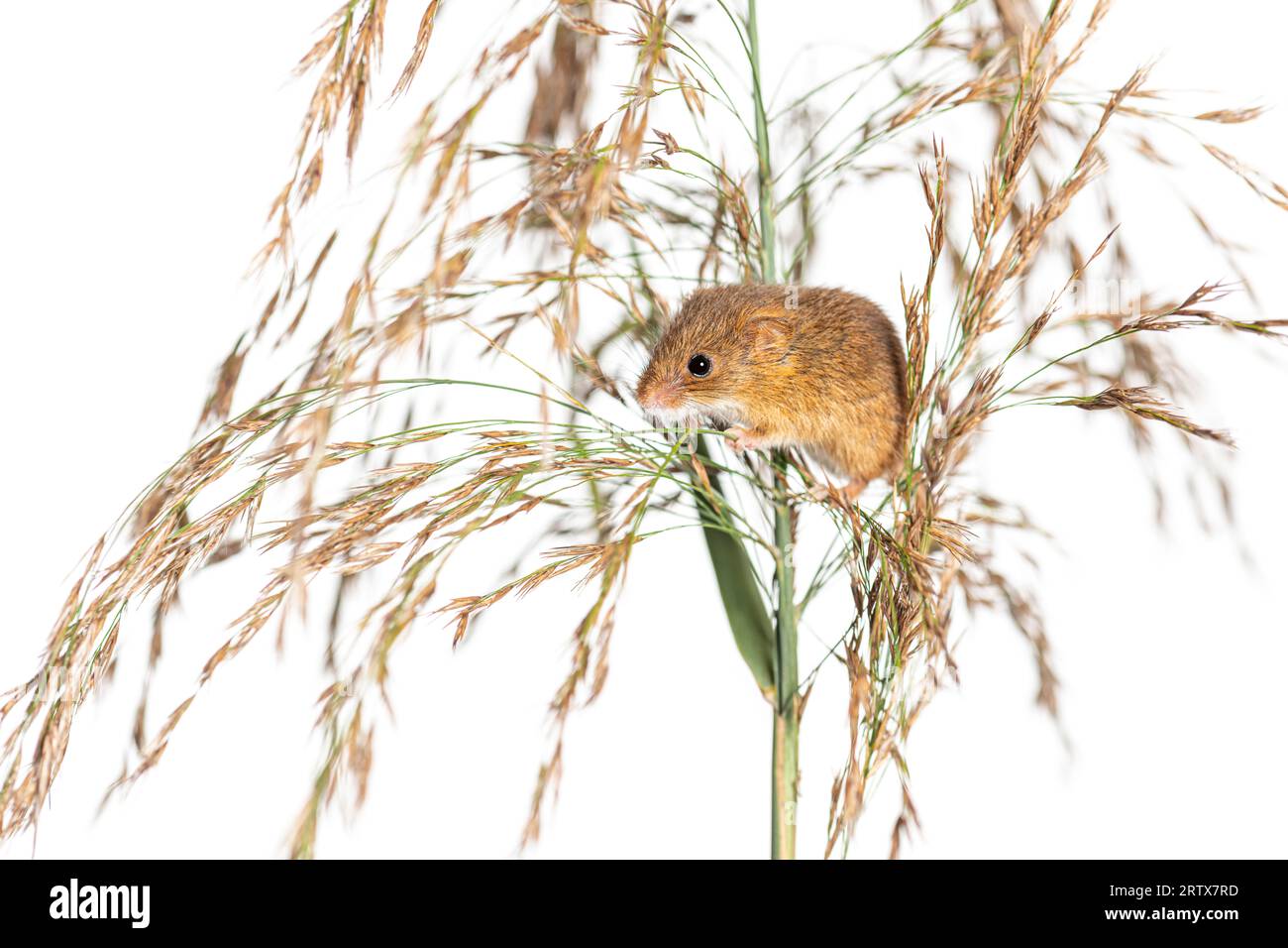 Harvest mouse, Micromys minutus, climbing, holding and balancing on high grass, isolated on white Stock Photo