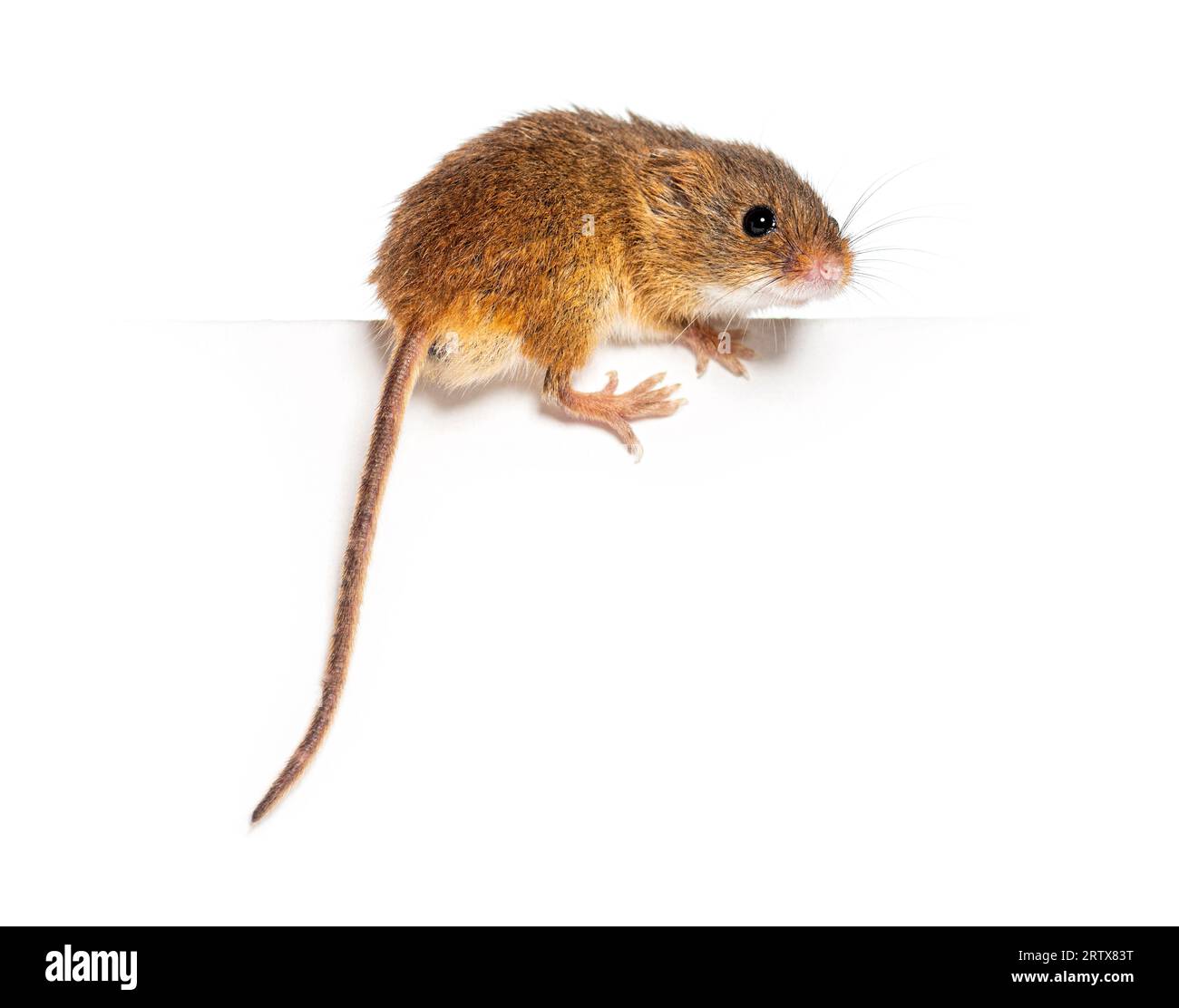 Harvest mouse, Micromys minutus, balancing on an edge, isolated on white Stock Photo