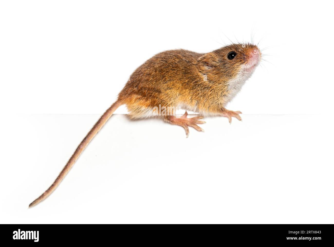Harvest mouse, Micromys minutus, balancing on an edge, isolated on white Stock Photo
