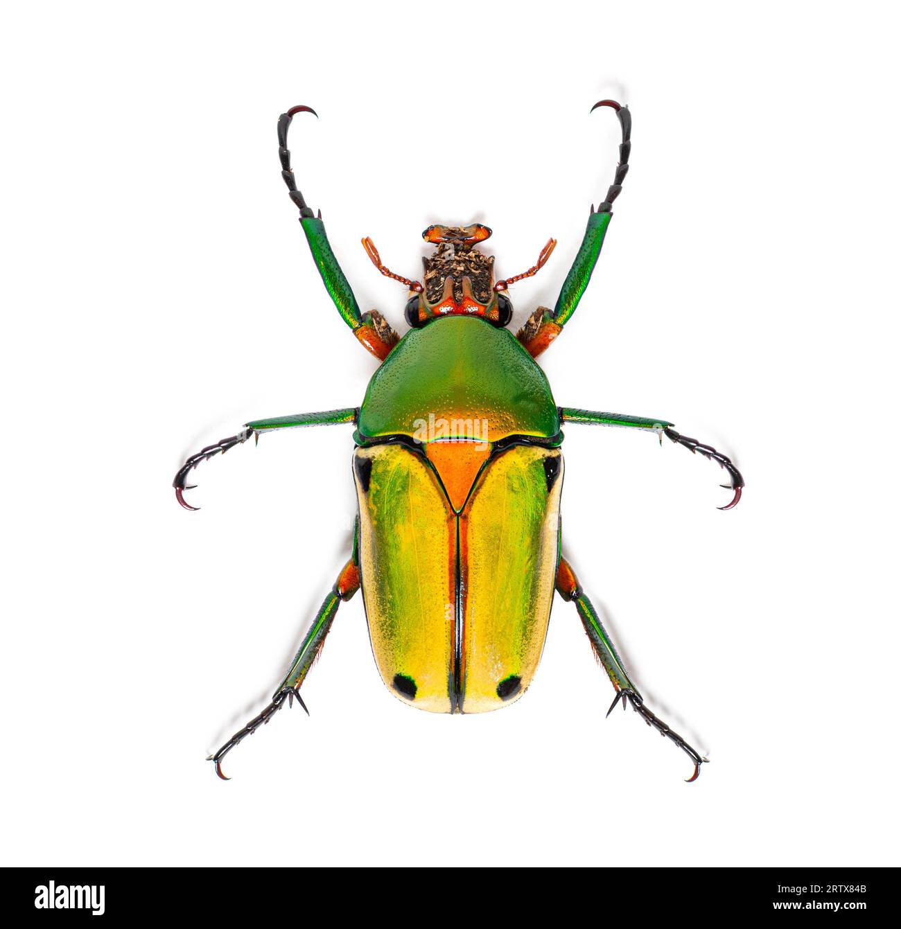 Flower beetle, Chlorocala quadrimaculata, isolated on white Stock Photo