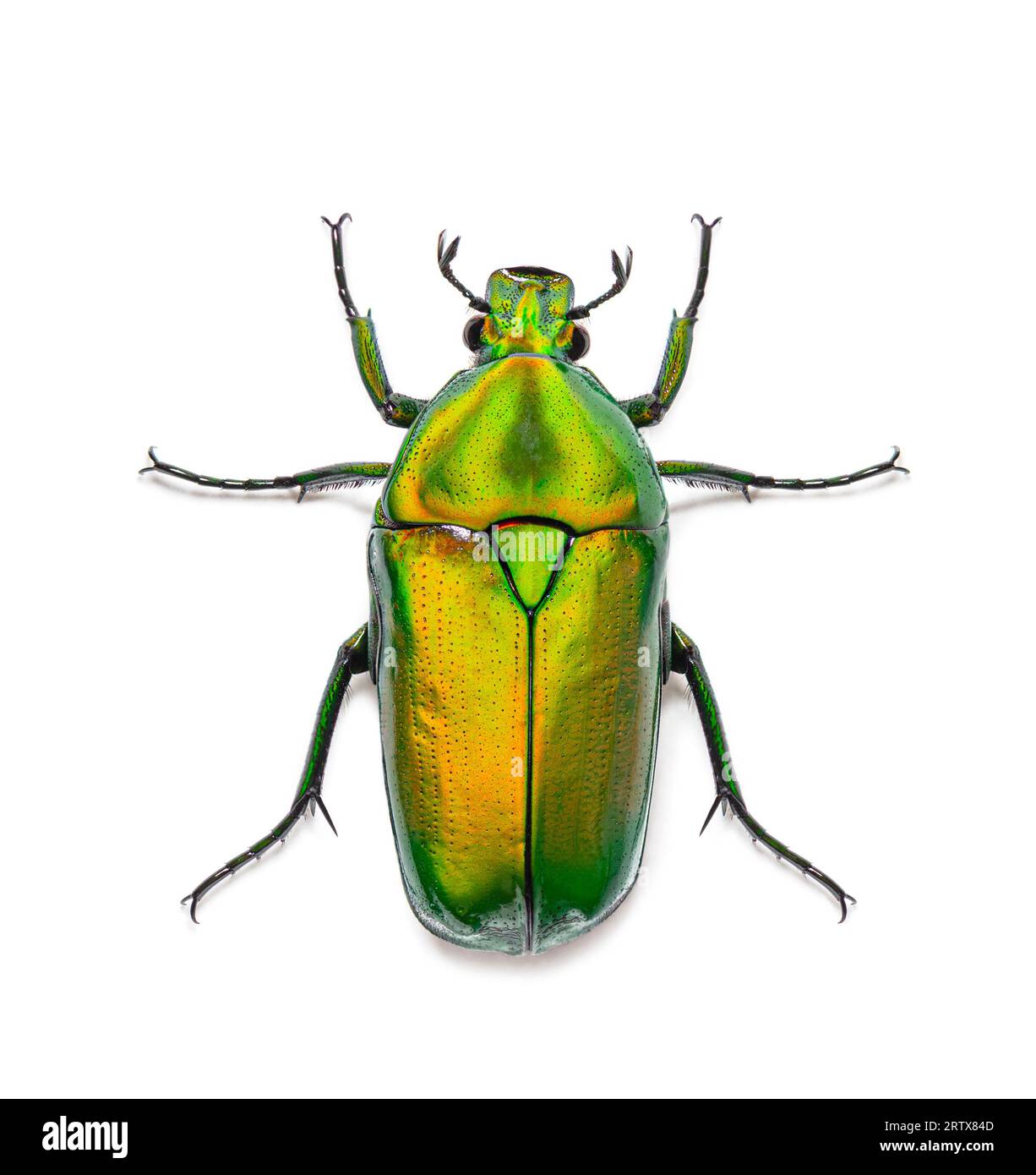View from above of a Flower beetle, Chlorocala africana, isolated on white Stock Photo