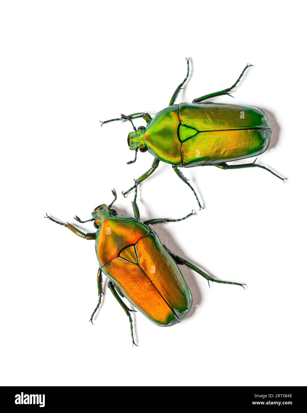 Two Flower beetles View from above, Chlorocala africana, isolated on white Stock Photo