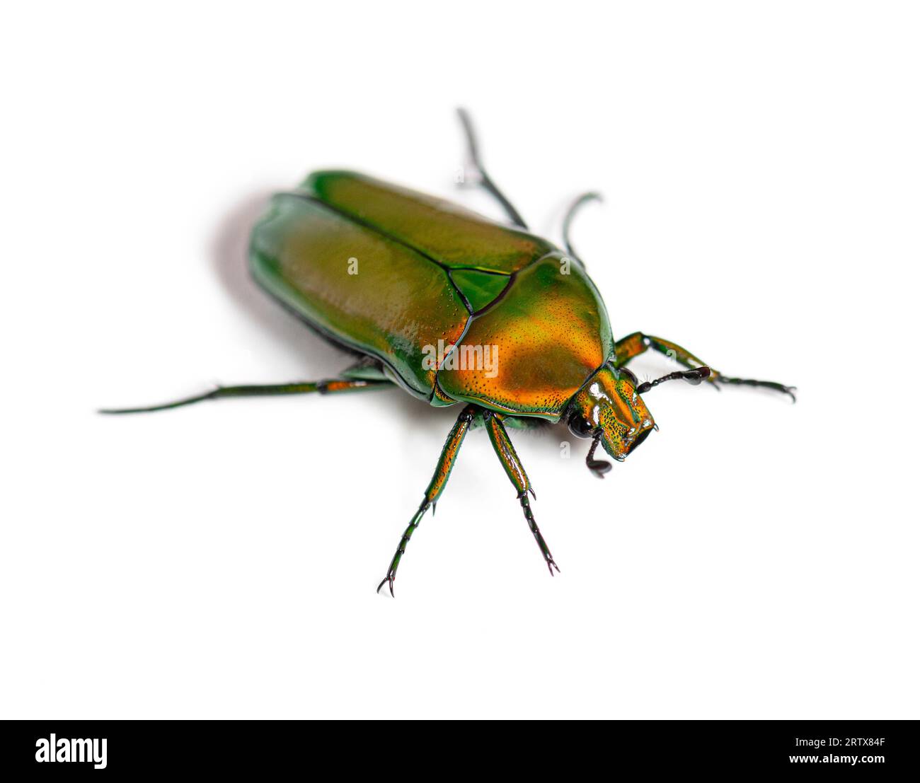 Flower beetle, Chlorocala africana, isolated on white Stock Photo