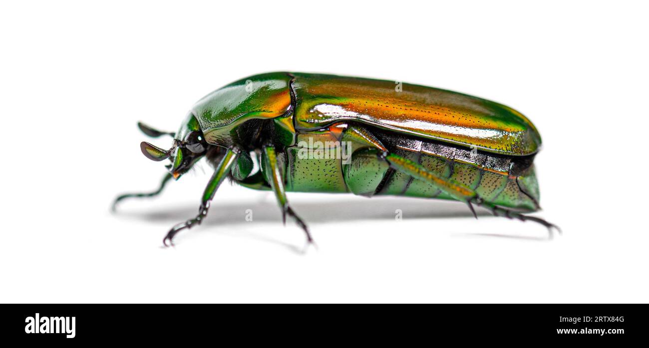 Green Flower beetle, Chlorocala africana, isolated on white Stock Photo
