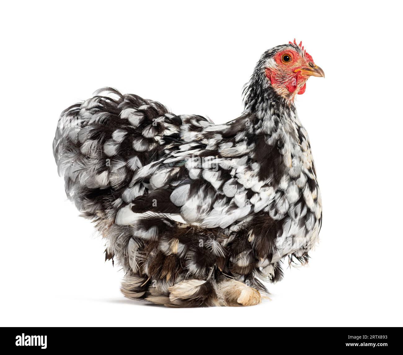 Side view of a Black and white Bantam hen, isolated on white Stock Photo