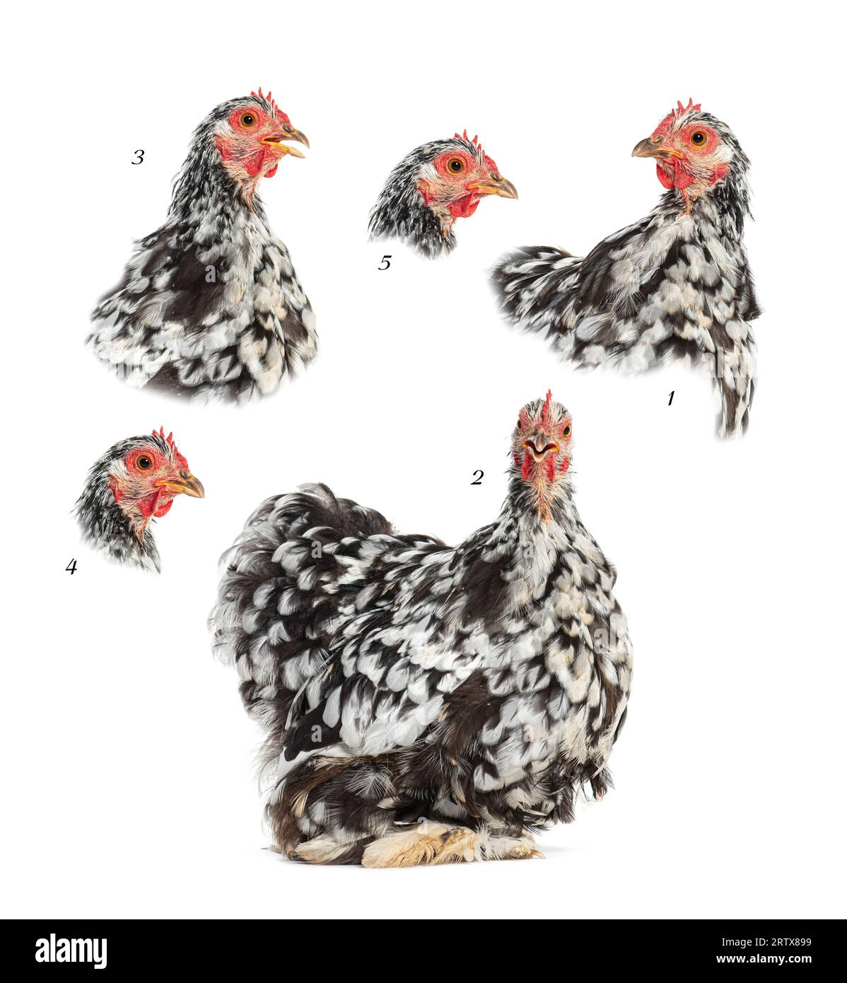 Easy to make a funny GIF animation, Black and white Bantam hen Stock Photo