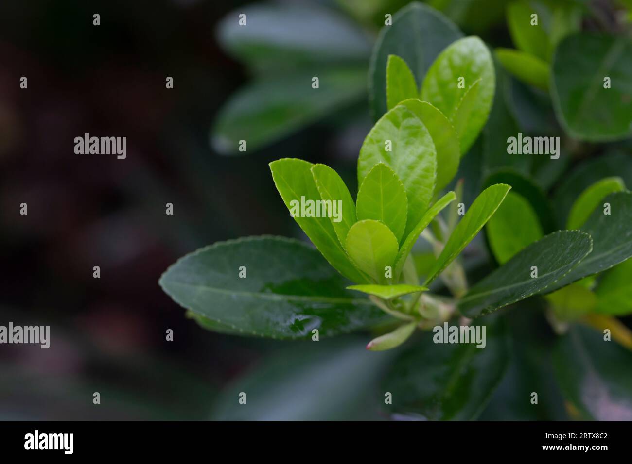 euonymus japonicus or japanese euonymus green shrub plant background in spring, fresh young leaves selective focus Stock Photo