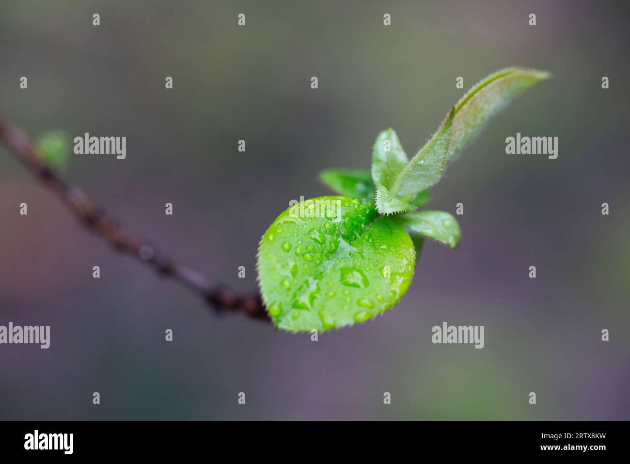 the young leaves of Pseudocydonia sinensis on a blurred background, selective focus. Early spring Stock Photo