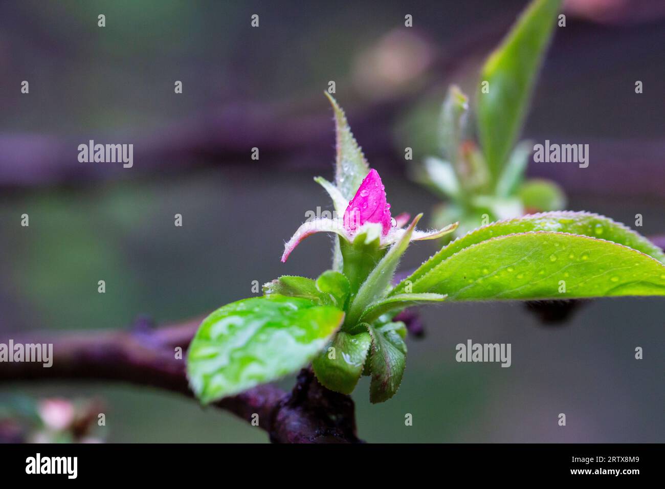 A small rosebud and young green leaves of Pseudocydonia sinensis on a blurry background, selective focus. Early spring, spring natural background. Stock Photo