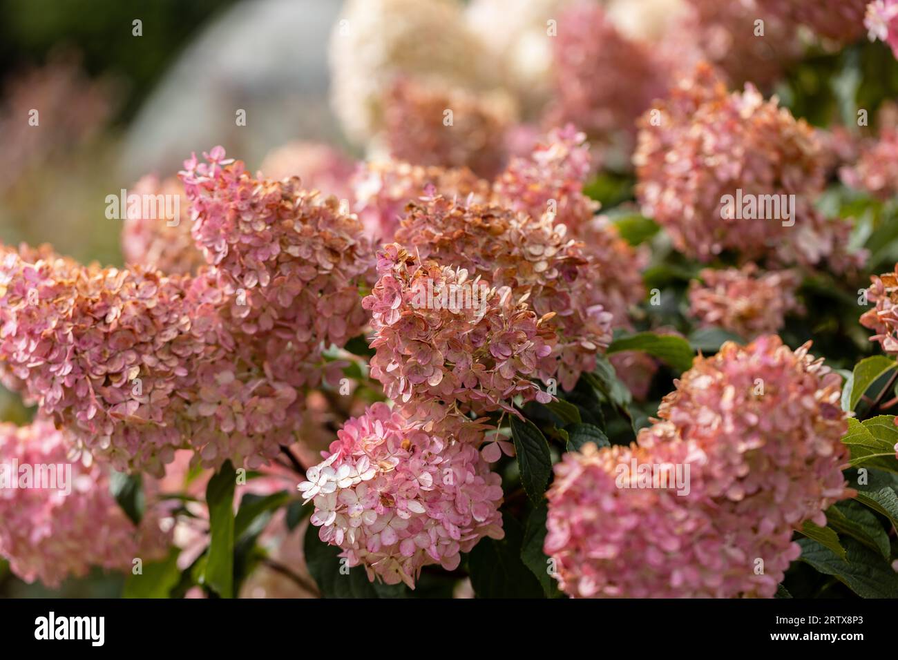 Hydrangea paniculata Vanille Fraise on a stem Stock Photo