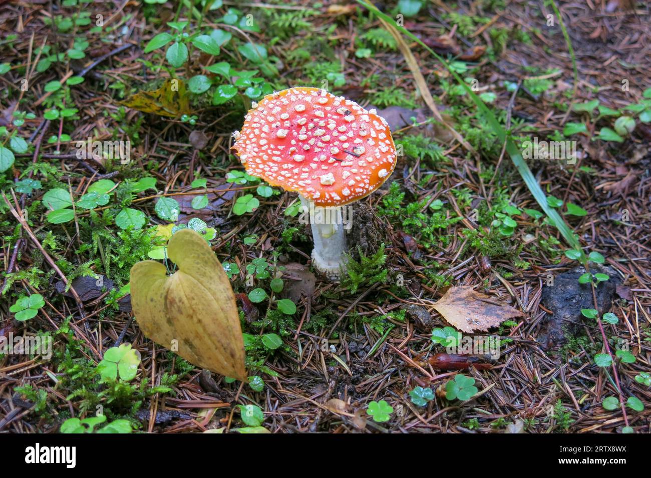 AMANITA muscaria Mushroom in nature at late summer Stock Photo
