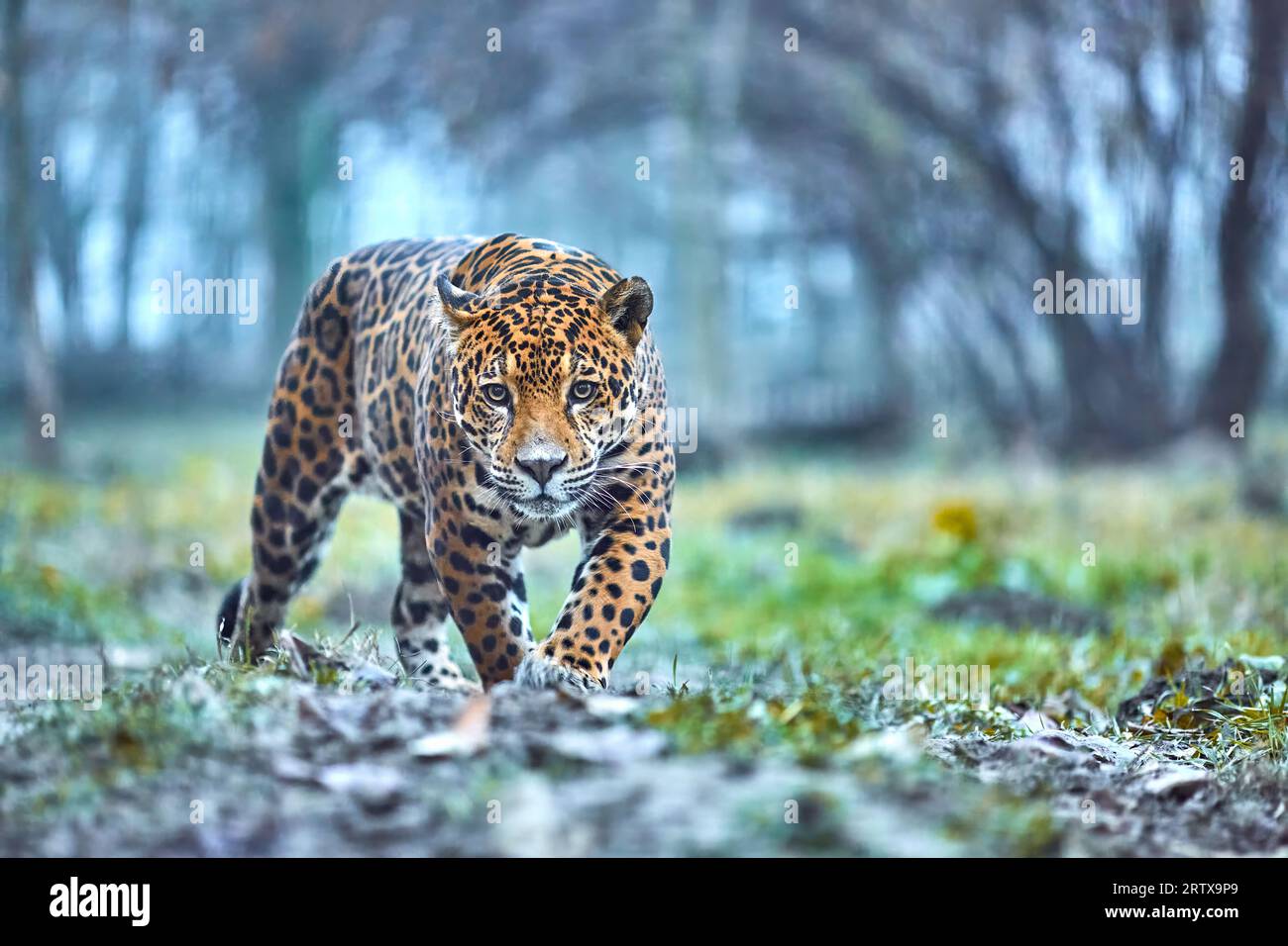 Jaguar in the jungle. Jaguar in natural habitat, (Panthera onca Stock