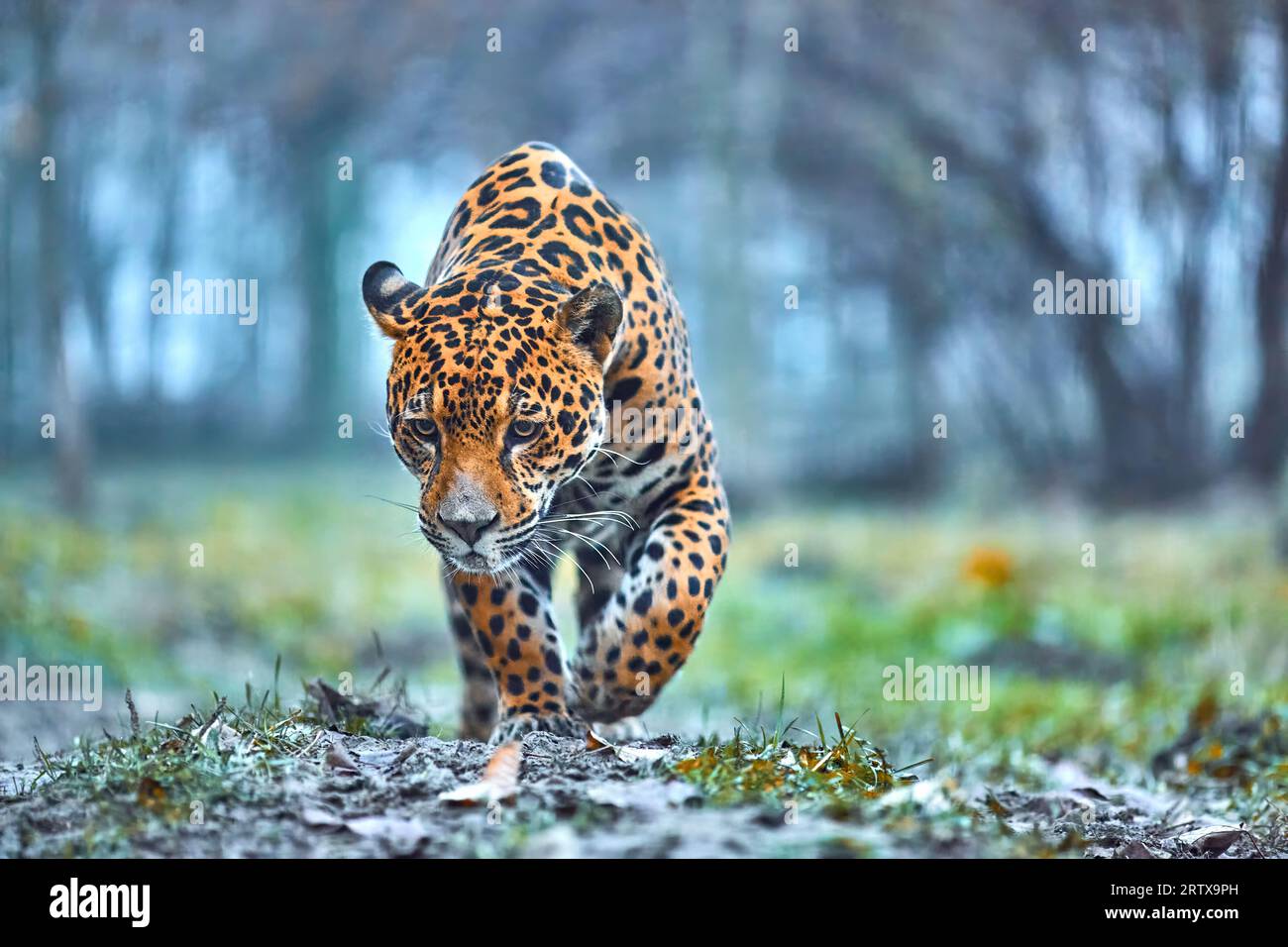 Jaguar in the jungle. Jaguar in natural habitat Stock Photo Alamy