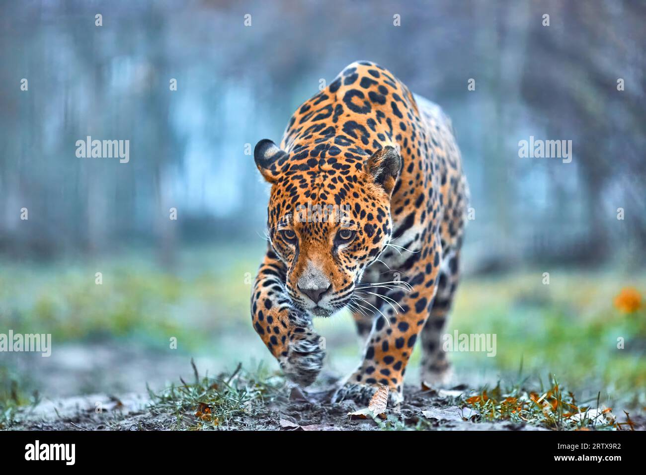 Jaguar in the jungle. Jaguar in natural habitat Stock Photo Alamy
