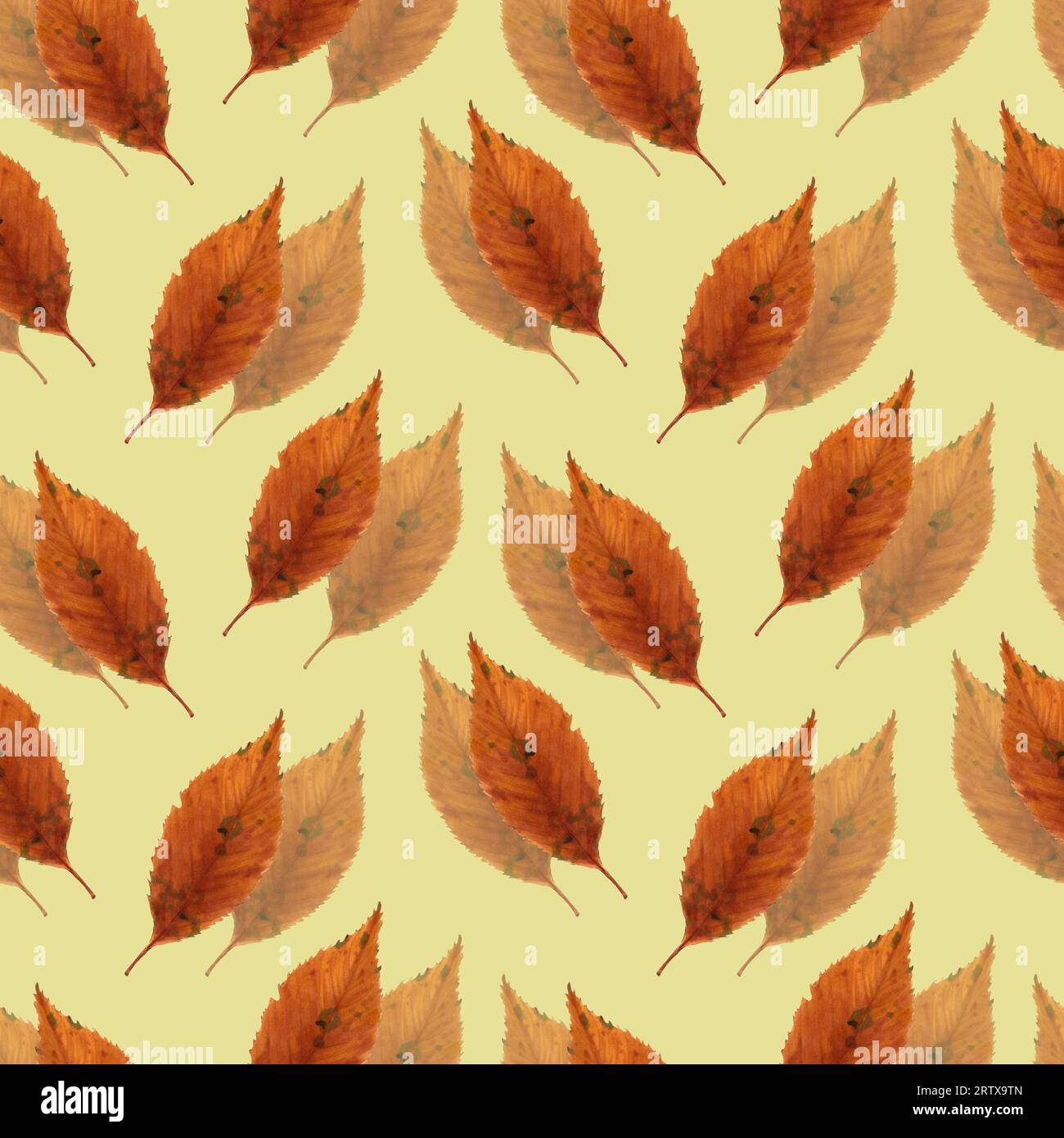 Fall Fill Pattern Fills garden border hi-res stock photography and images - Alamy
