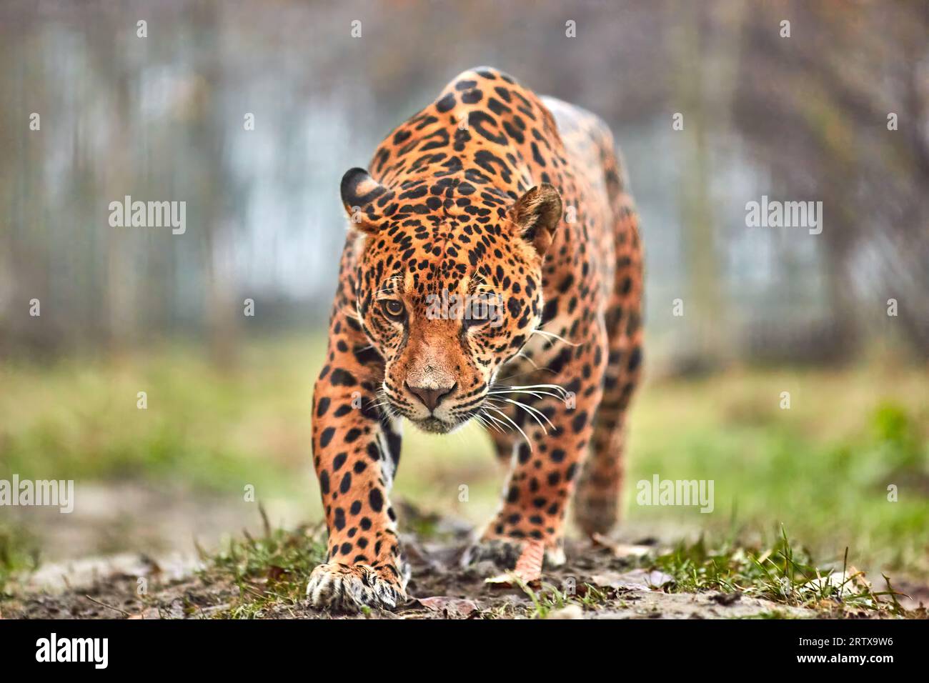 Jaguar in the jungle. Jaguar in natural habitat Stock Photo Alamy