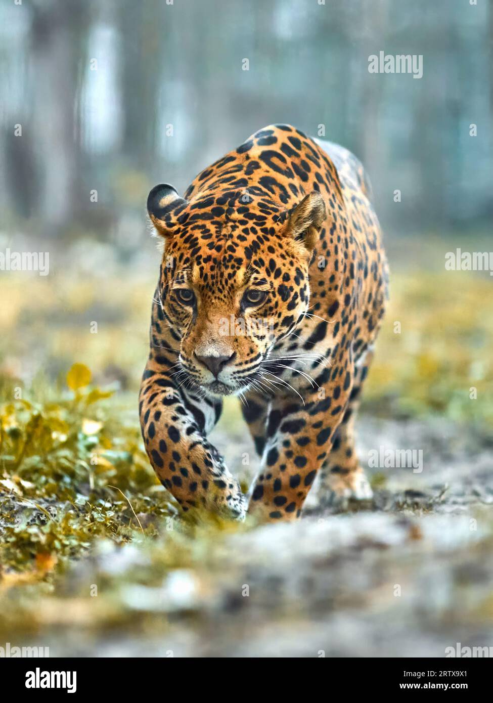 Jaguar in the jungle. Jaguar in natural habitat Stock Photo Alamy