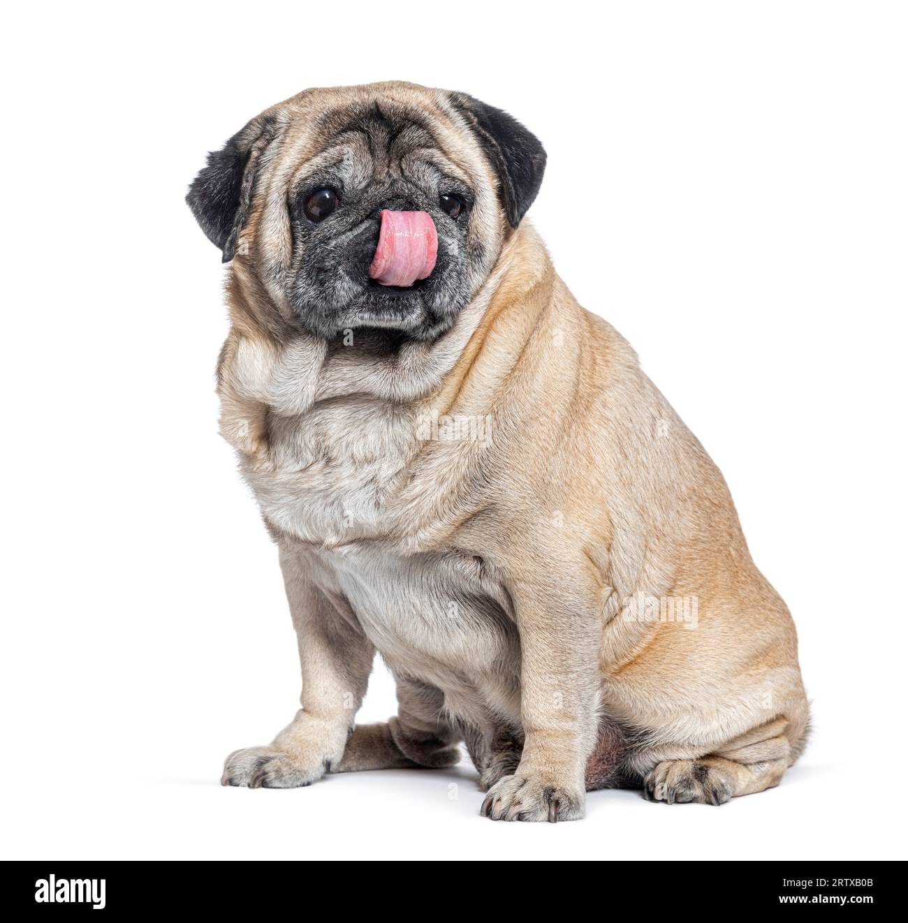 Seven Years old Pug dog sitting and licking itself, isolated on white Stock Photo