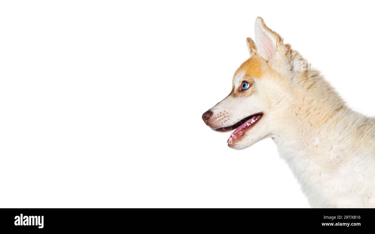 Close-up on profile Red Three months old Puppy Husky head mouth open looking away, isolated on white Stock Photo