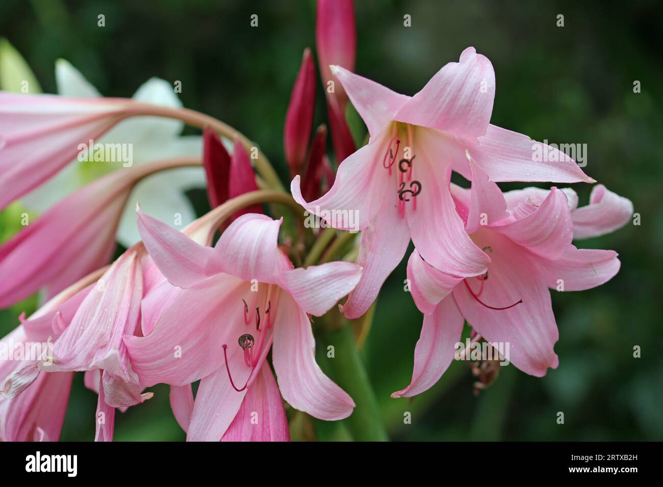 Pink powell hybrid swamp lily, Crinum x powellii, flower in close up ...