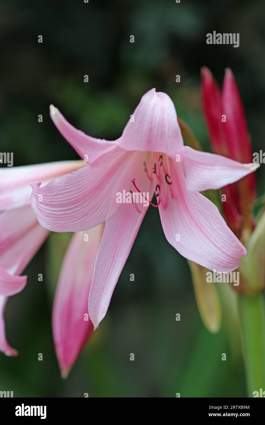 Pink powell hybrid swamp lily, Crinum x powellii, flower in close up with a blurred background of leaves. Stock Photo