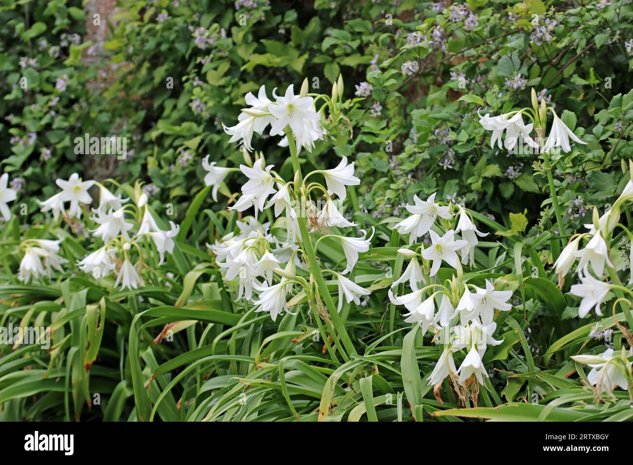 White powell hybrid swamp lily, Crinum powellii x album, flowers with a blurred background of shrubs. Stock Photo