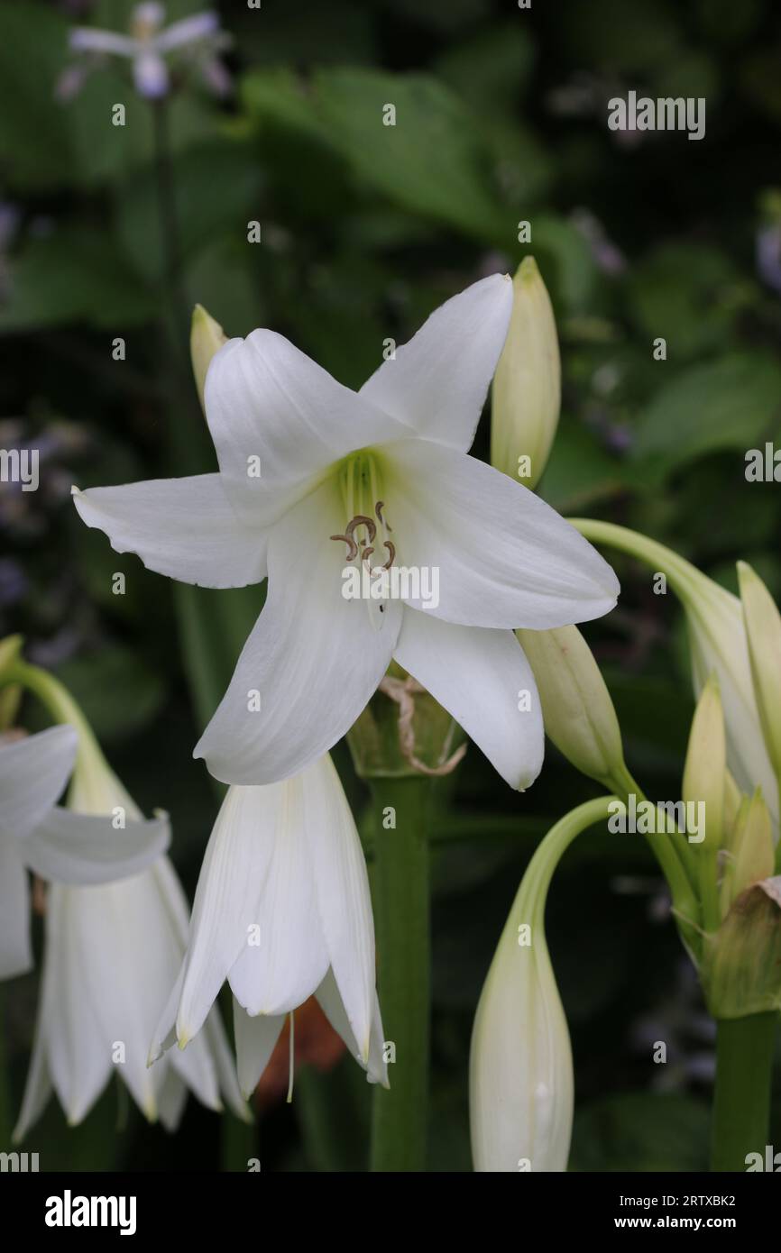 White powell hybrid swamp lily, Crinum powellii x album, flower in close up with a blurred background of leaves. Stock Photo