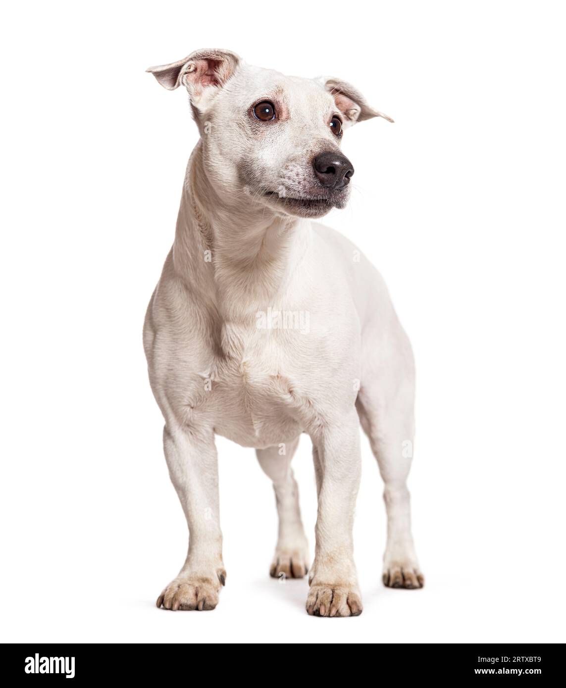 White jack russell terrier hi res stock photography and images Alamy