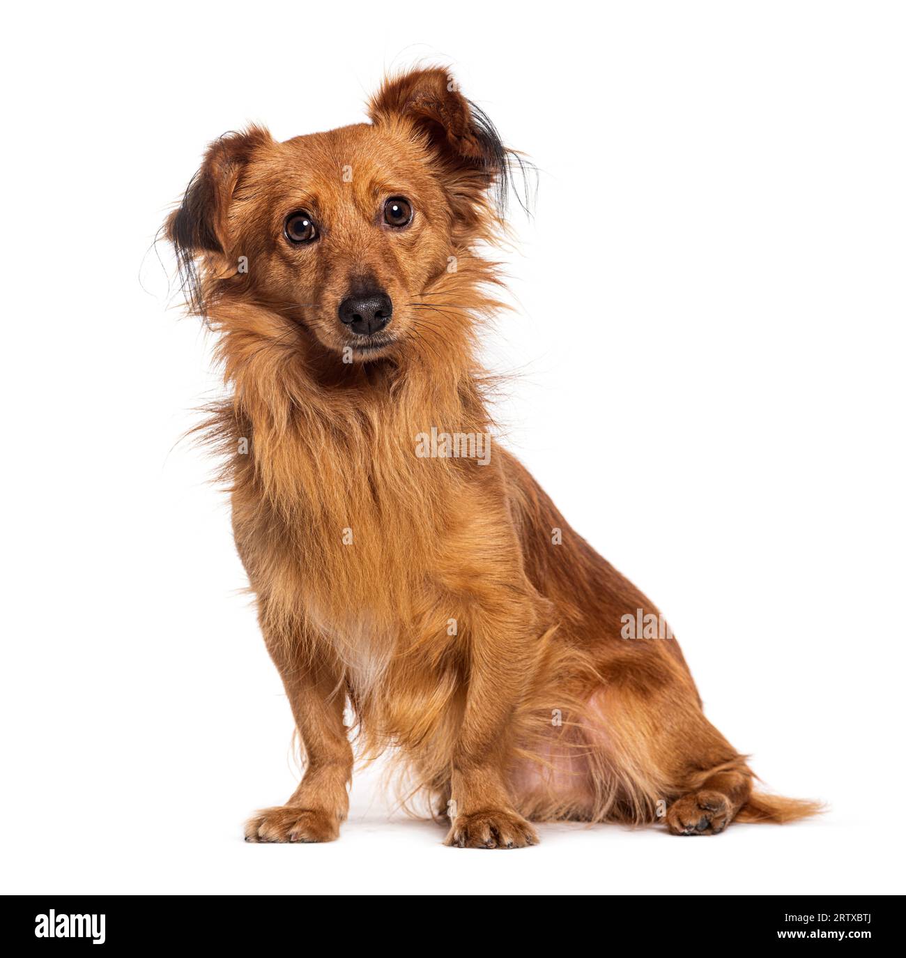Mixed-breed dog, chihuahua with spitz, isolated on white Stock Photo