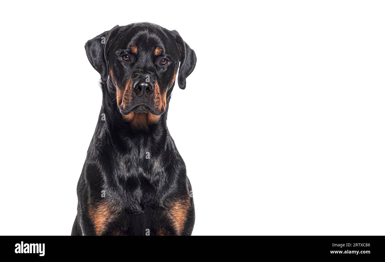 Boxer rottweiler dog sales