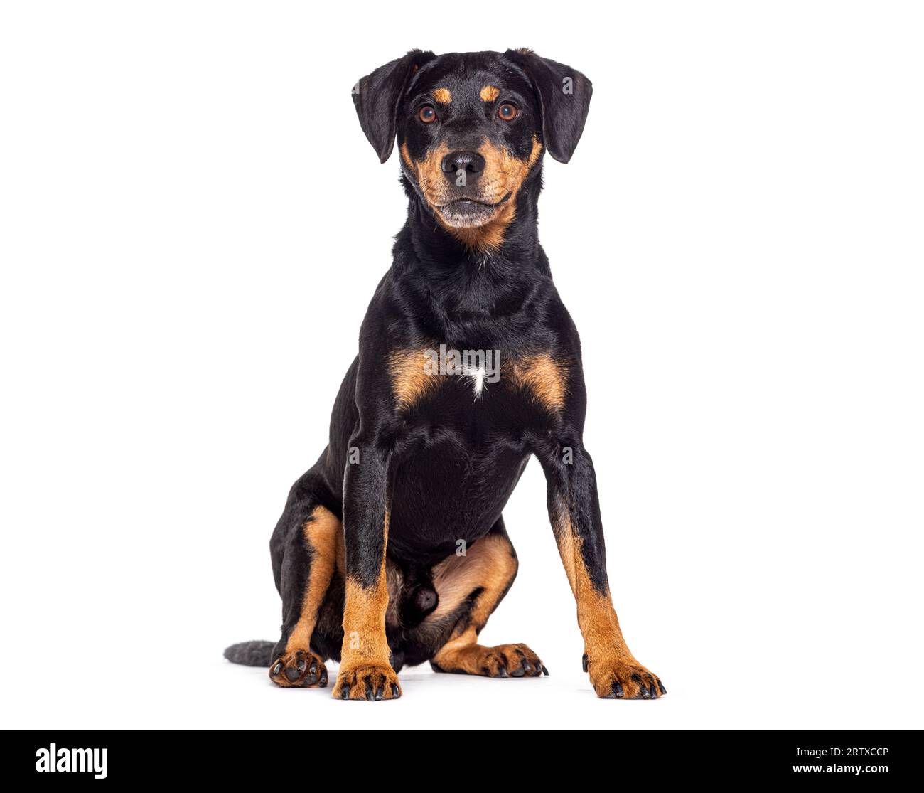 Crossbreed dog sitting, isolated on white Stock Photo - Alamy