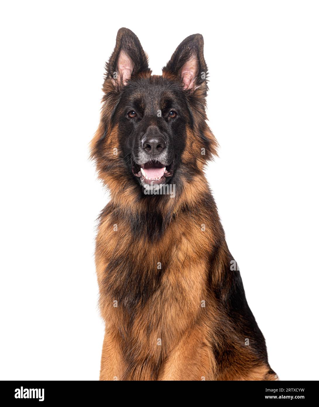 Long haired german shepherd hi res stock photography and images Alamy