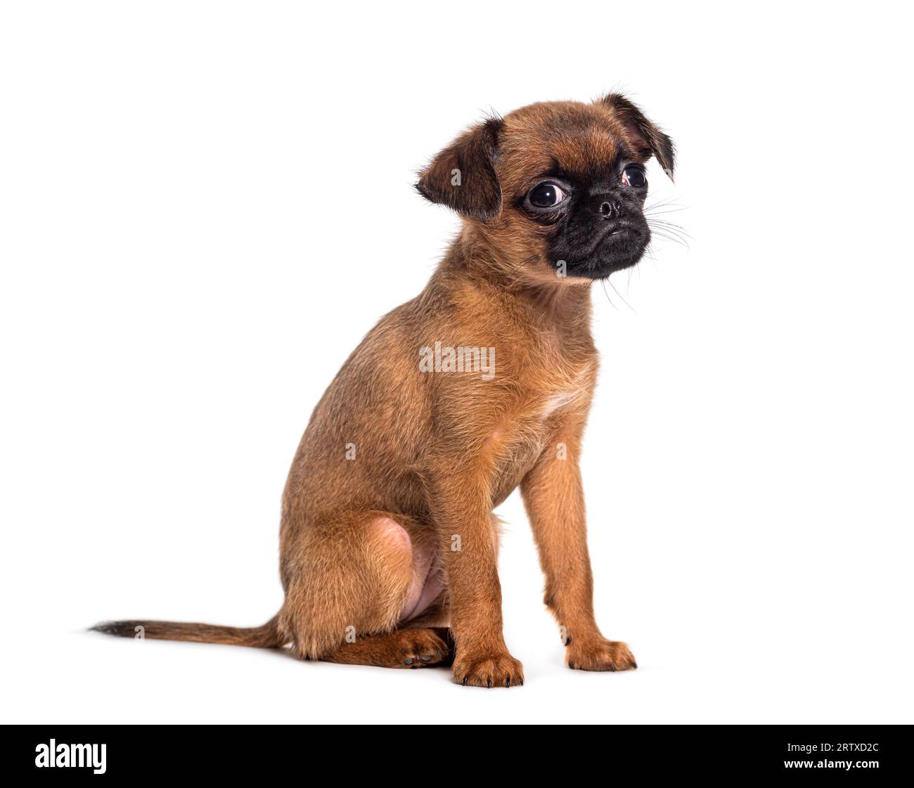 Brabancon black hi-res stock photography and images - Alamy