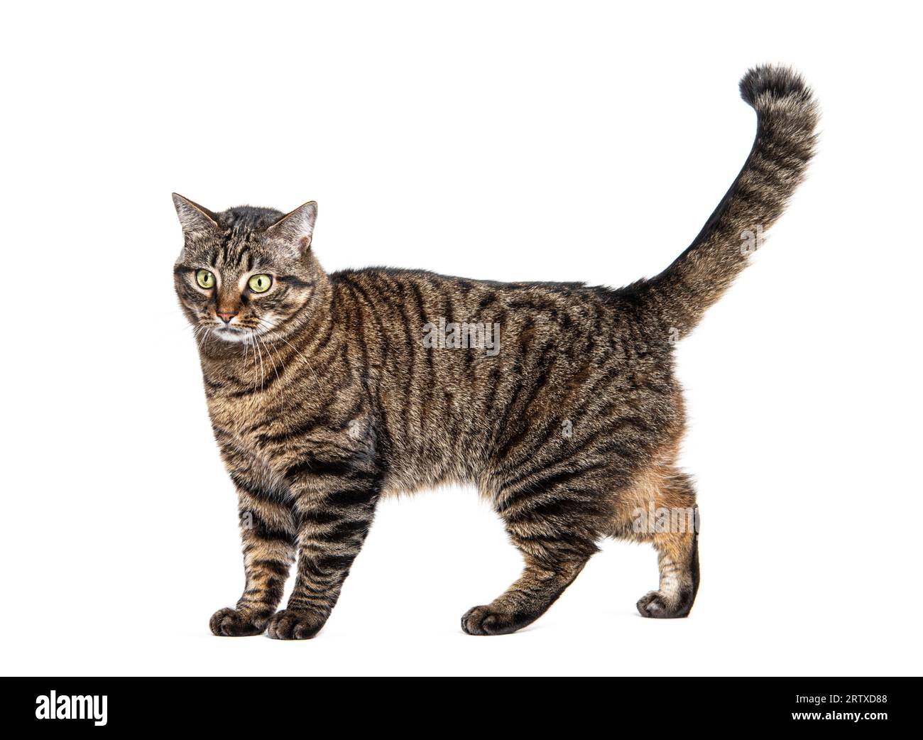 Side view of a Tabby crossbreed cat standing, isolated on white Stock ...