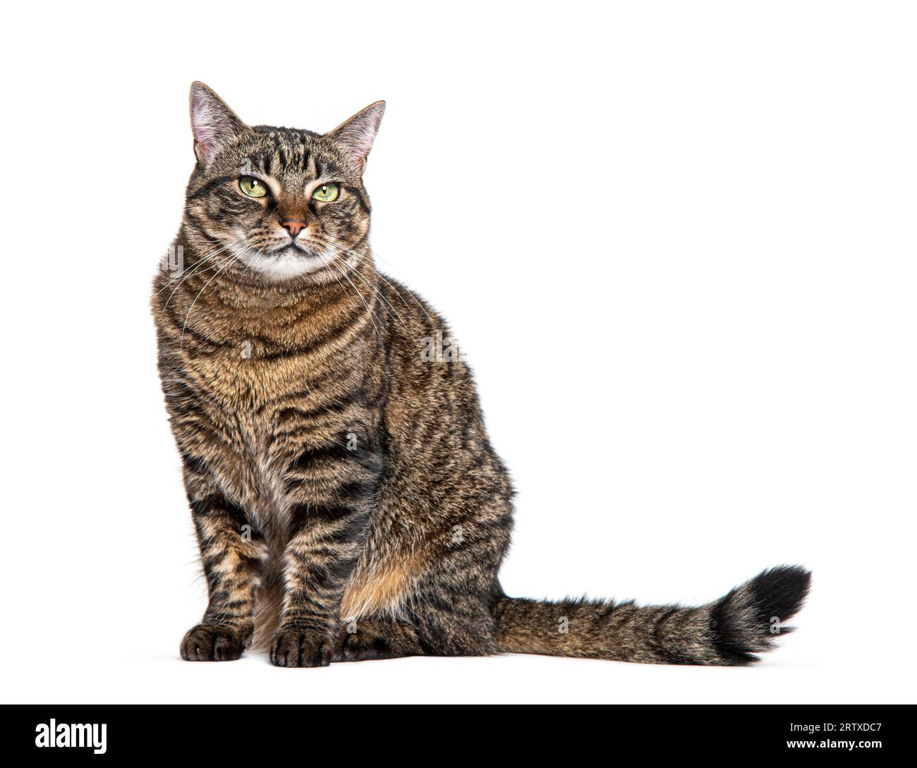 Tabby crossbreed cat waiting, sitting and looking at the camera