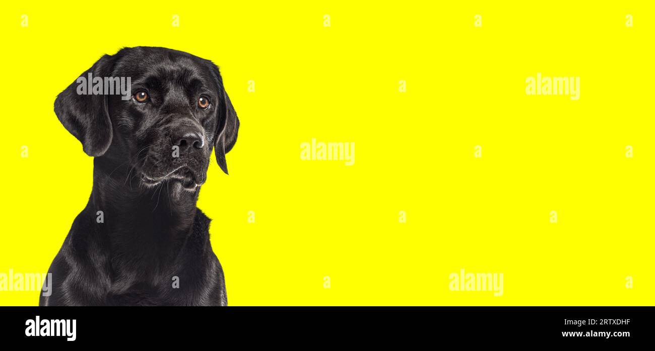 Head shot of a black Labrador retriever dog isolated on yellow background Stock Photo