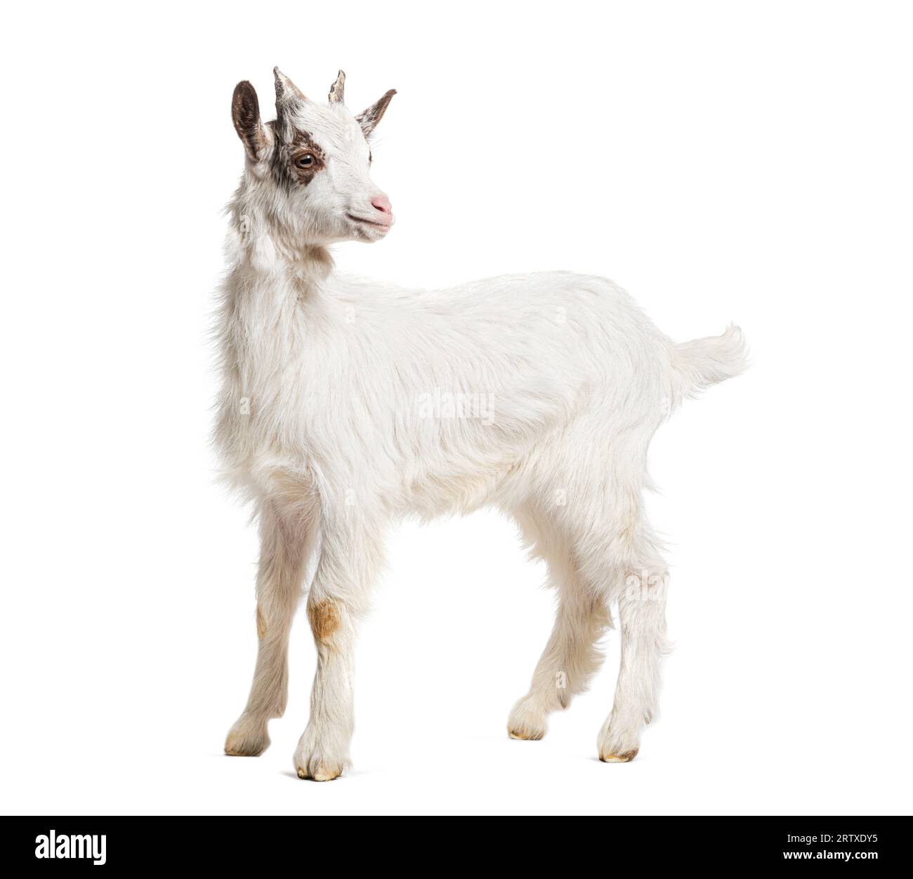 Young kid Girgentana goat, sicilian breed, isolated on white Stock Photo