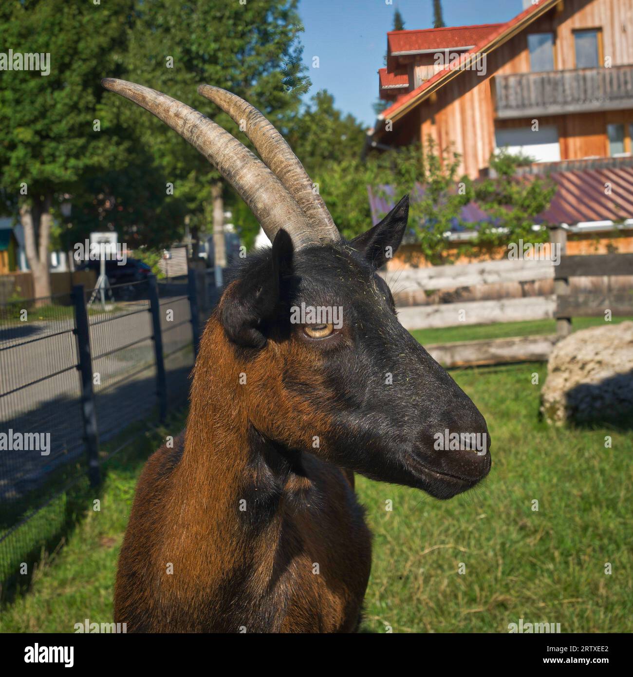 Portrait of a billy goat Stock Photo