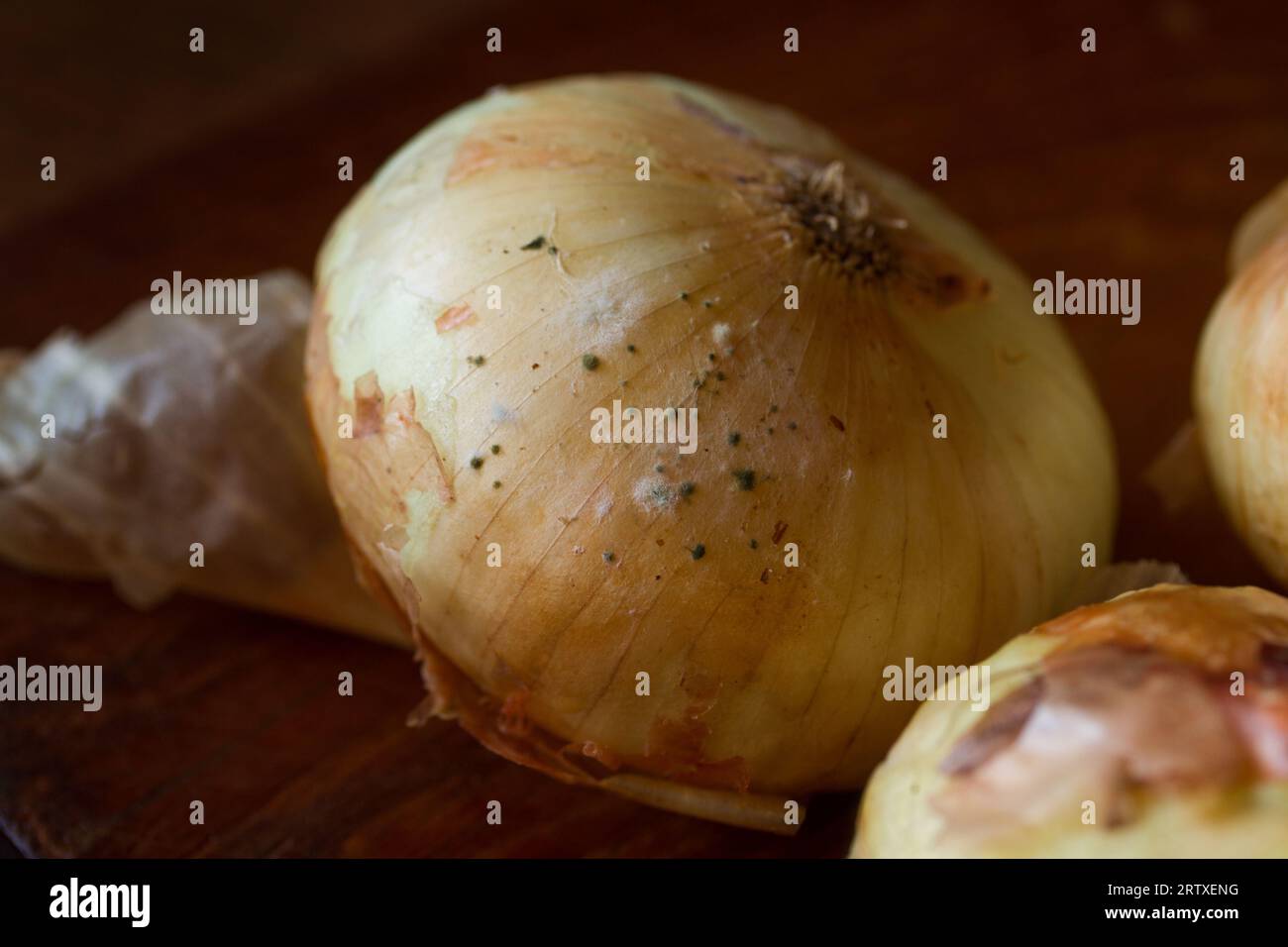 Photograph of white onions in a state of decomposition with mushrooms. Food concept. Stock Photo