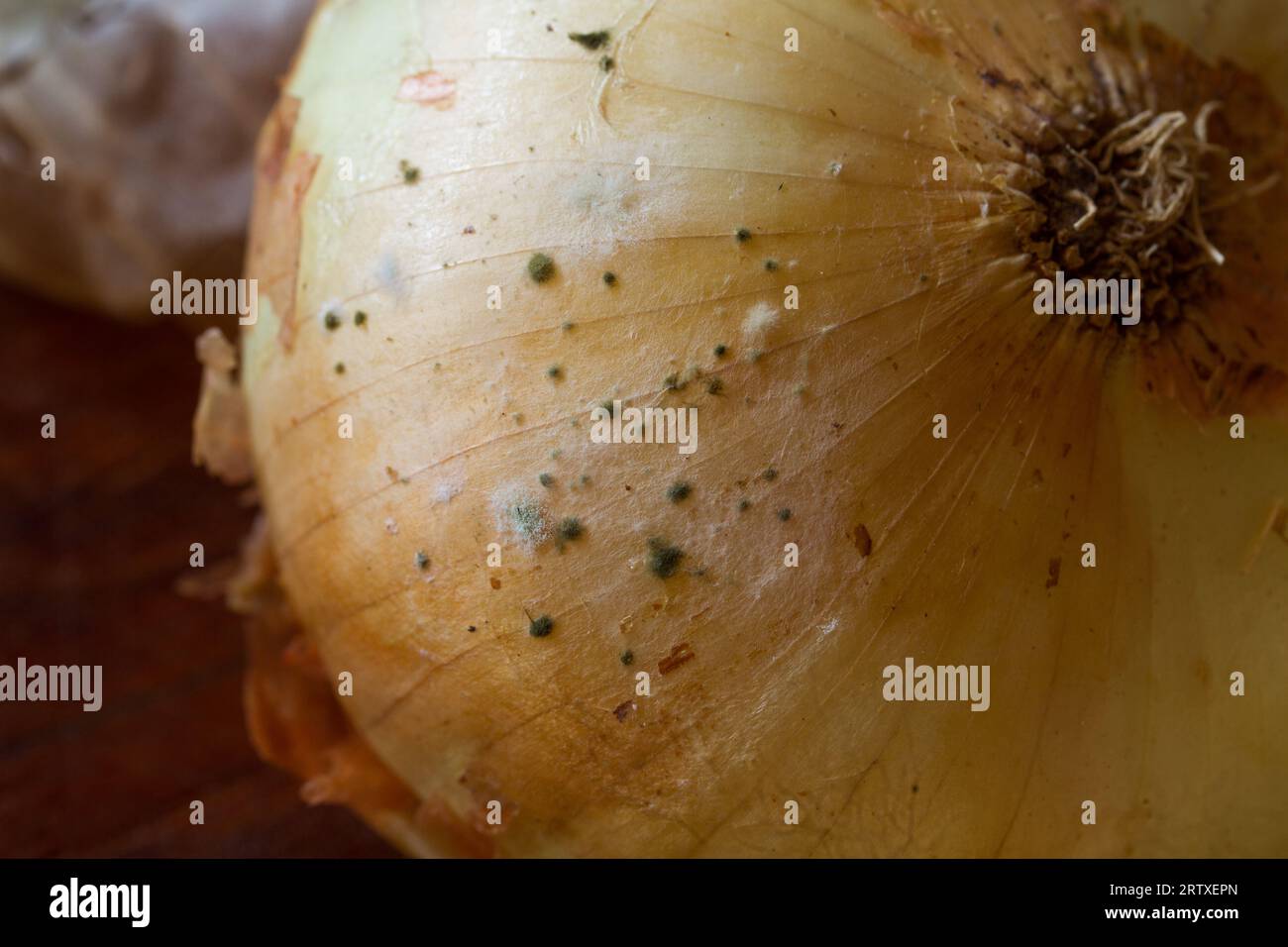 Photograph of white onions in a state of decomposition with mushrooms. Food concept. Stock Photo