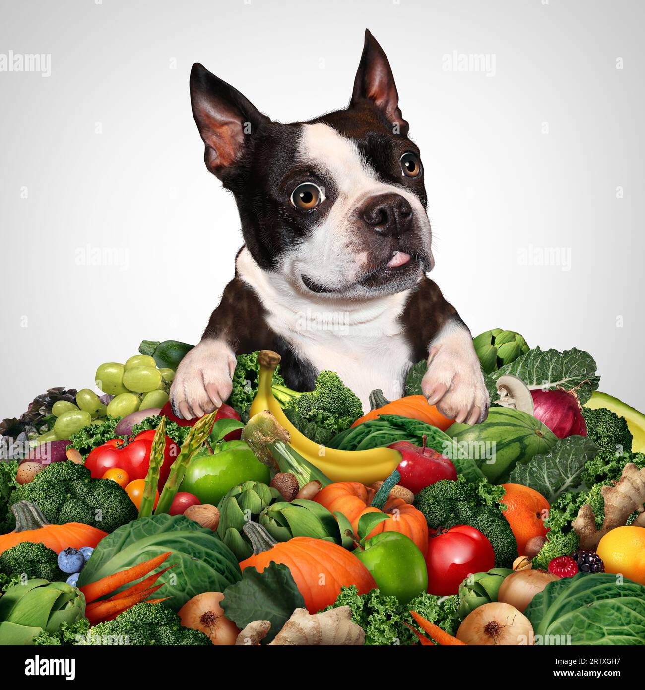 Vegetarian or Vegan dog Diet and canine vegetable and fruit Diet as health benefits for dogs eating fruits and vegetables as plant-based diets with gr Stock Photo