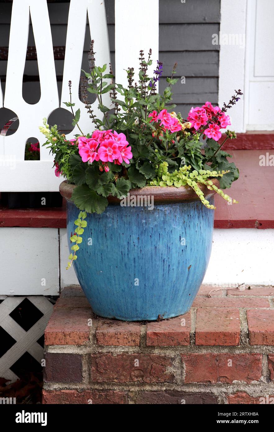 Blue Outdoor Planter Pot with Pink Flowers and Cascading Greenery Stock Photo
