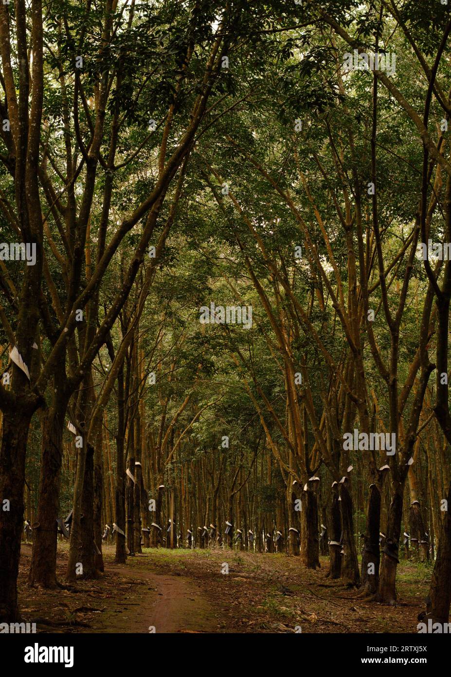 Rubber plantation vietnam asia hi-res stock photography and images - Alamy