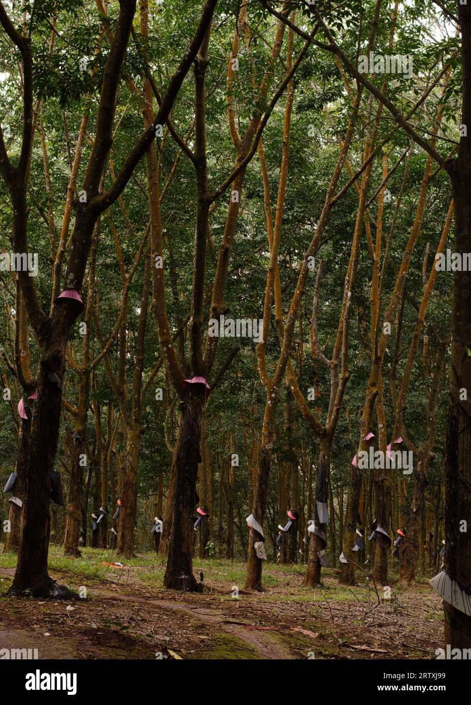 Rubber trees in rubber plantation Stock Photo Alamy