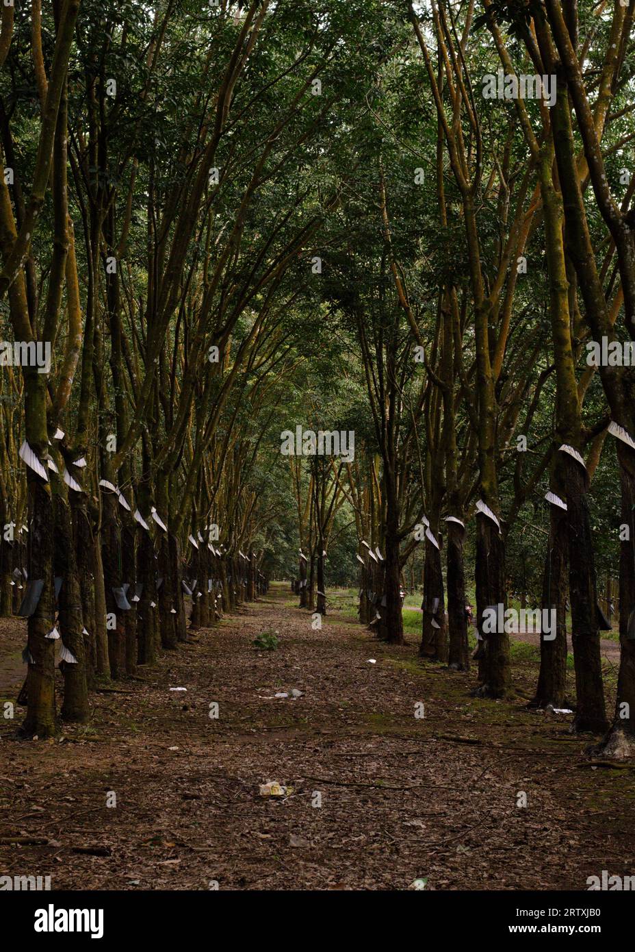 Rubber trees in rubber plantation Stock Photo