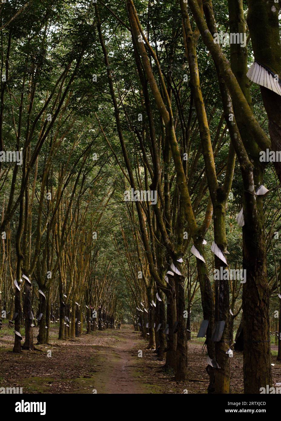 Rubber trees in rubber plantation Stock Photo - Alamy